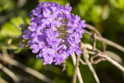 Dew Drops on Dakota Mock Vervain 2025
